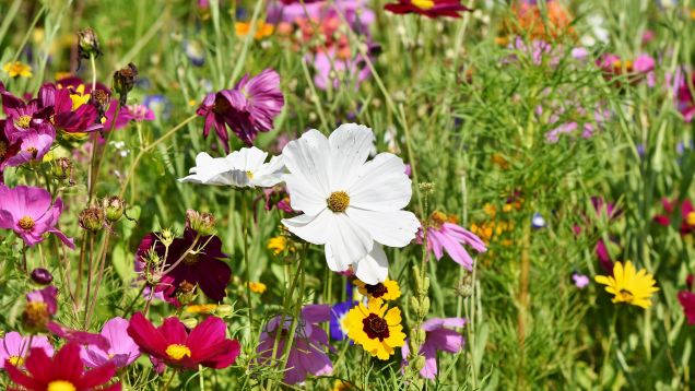 flower-meadow-3598562_1920