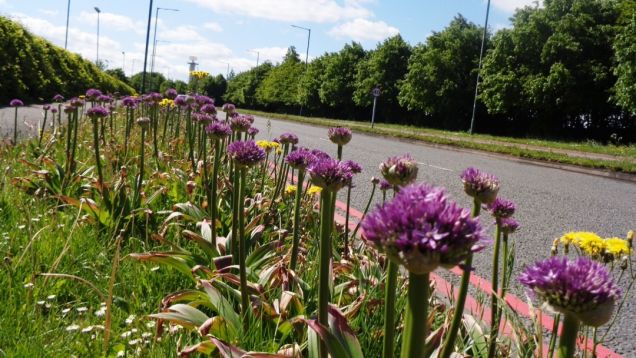 Alliums come to life on Bickenhill Parkway, May 2020