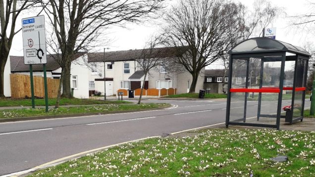 Crocus bloom on Moorend Avenue, February 2020