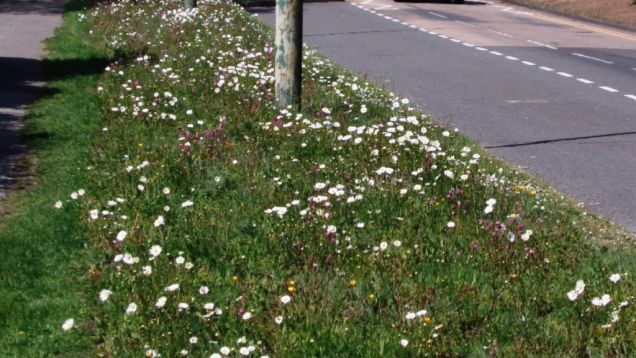 Daisies dominate Chelmsley Road wildflower verge, May 2020