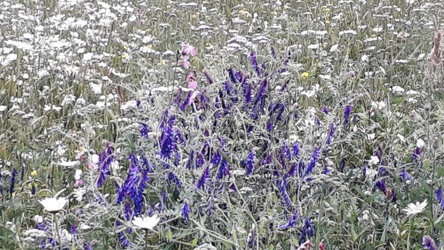 Elmdon Park wildflowers, June 2019