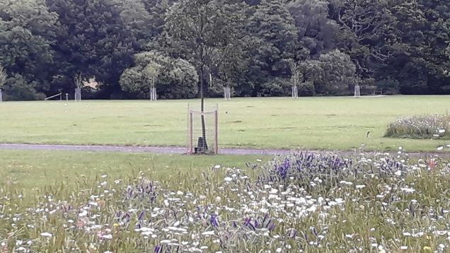 Looking across Elmdon Park, June 2019
