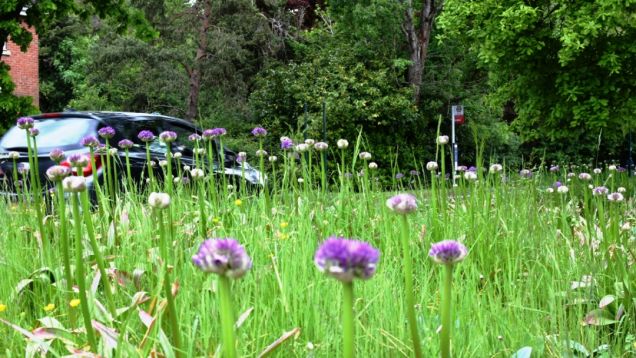 Alliums along Monkspath Hall Road (May 2020)