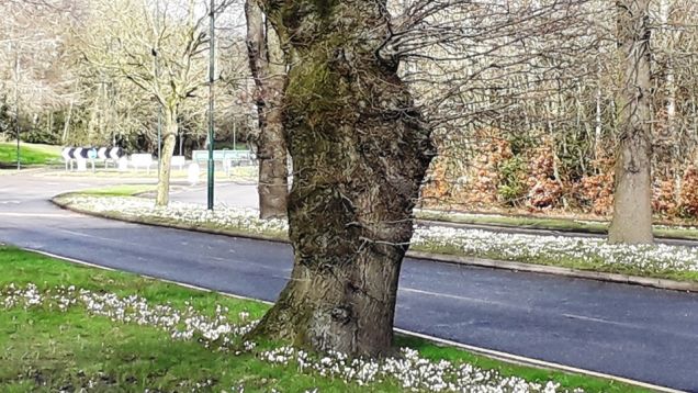 Monkspath Hall Road's new Crocus fill the verges, April 2020