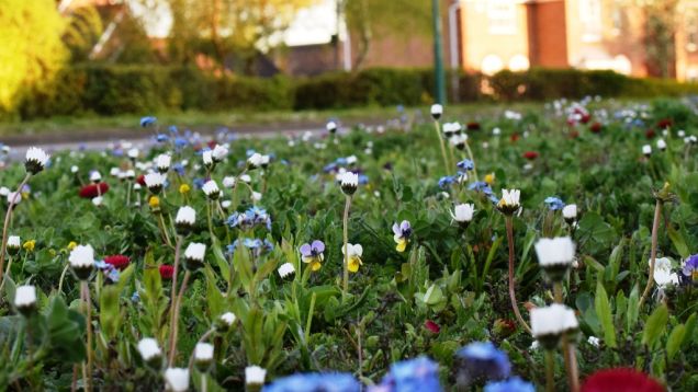 Looking towards Monkspath Hall Road from the Wildflowers, May 2020