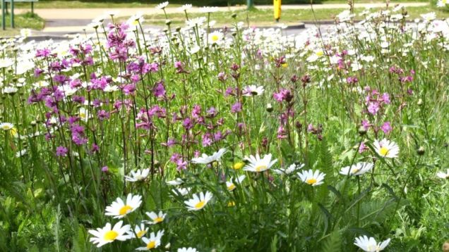 Daisies dominate this patch on Monkspath Hall Road, May 2020