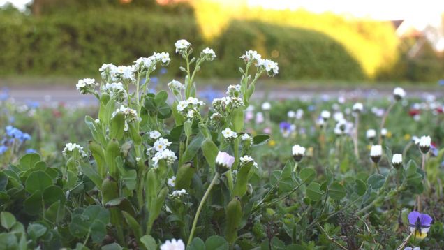 Wildflowers on Monkspath Hall Road, May 2020