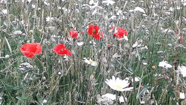 More wildflowers from the park, June 2019