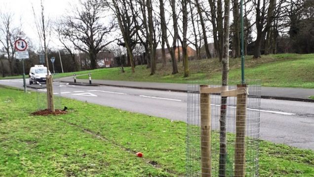 New trees in wildflower seeded area, Moorend Avenue, February 2020