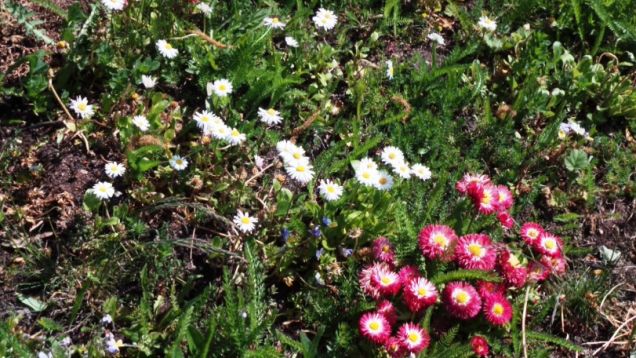 New wildflower turf along Chelmsley Road, May 2020