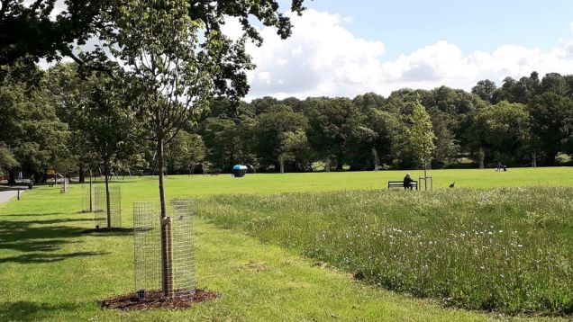 Newly-laid wildflower turf, spring 2019
