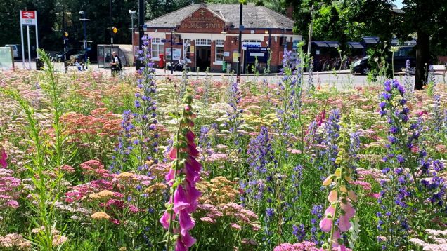 The colourful array of wildflowers opposite Solihull Station, summer 2019