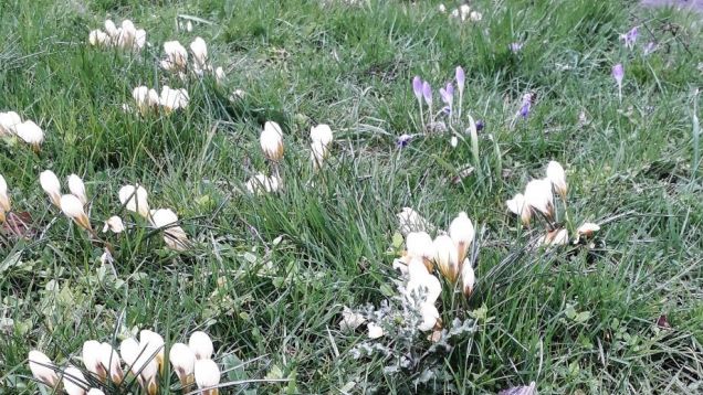 Spring crocus on Moorend Avenue, February 2020
