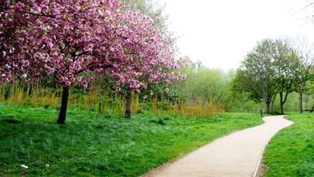 Spring tree blossom brings colour to Route G, April 2020