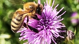 Bee RE