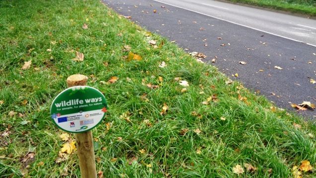 Areas by new Damson Parkway path are prepared for bulb planting, October 2020