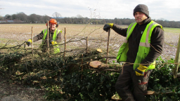 Traditional hedge laying