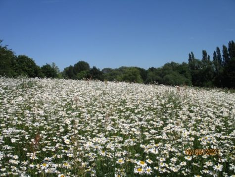 Babbs Mill